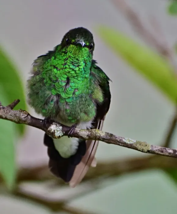 File:Chalybura buffonii (Colibrí de Buffon) (36825997085).jpg