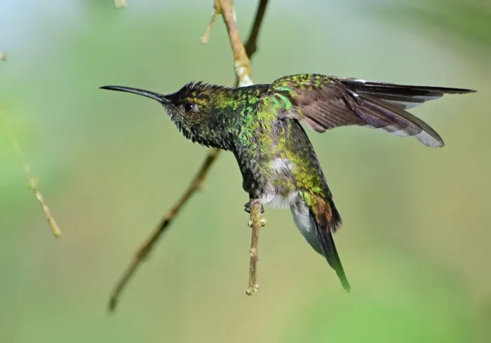 File:Chalybura buffonii (Colibrí de Buffon) (36686362021).jpg