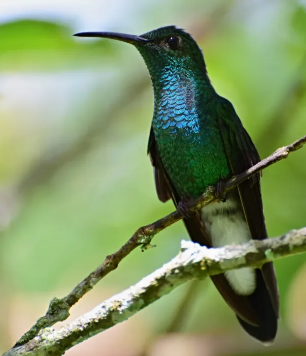File:Chalybura buffonii (Colibrí de Buffon) (36826061385).jpg