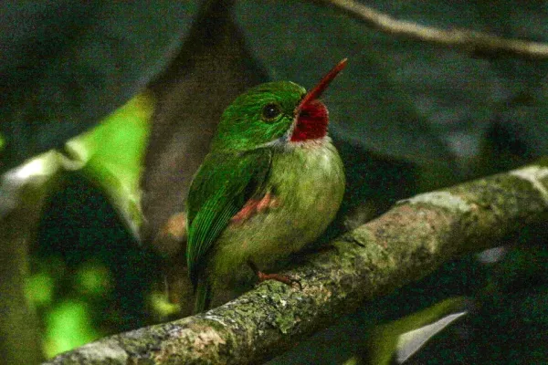 File:Jamaican Tody (Todus todus) (8082117352).jpg