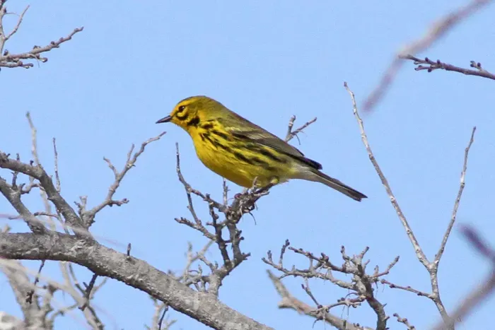 File:Prairie Warbler (Setophaga discolor) (8082769821).jpg