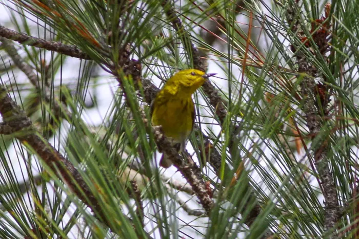 File:Prairie Warbler (Setophaga discolor) (8082786543).jpg