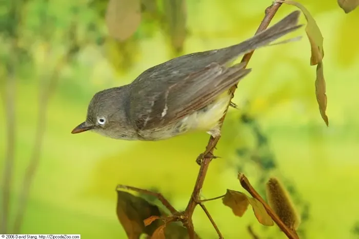 File:Vireo griseus 2zz.jpg