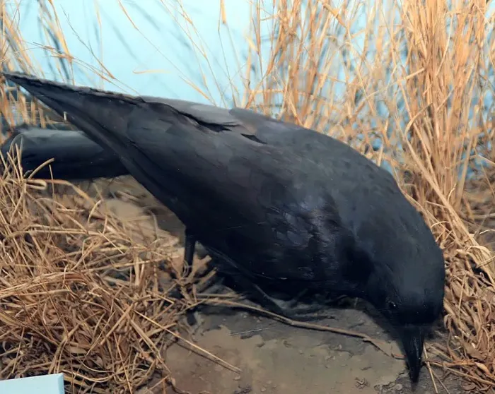 File:Corvus ossifragus 4zz.jpg