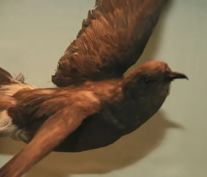 File:Oceanites oceanicus 1zz.jpg