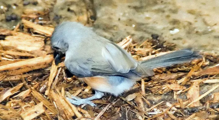 File:Baeolophus bicolor 9zz.jpg