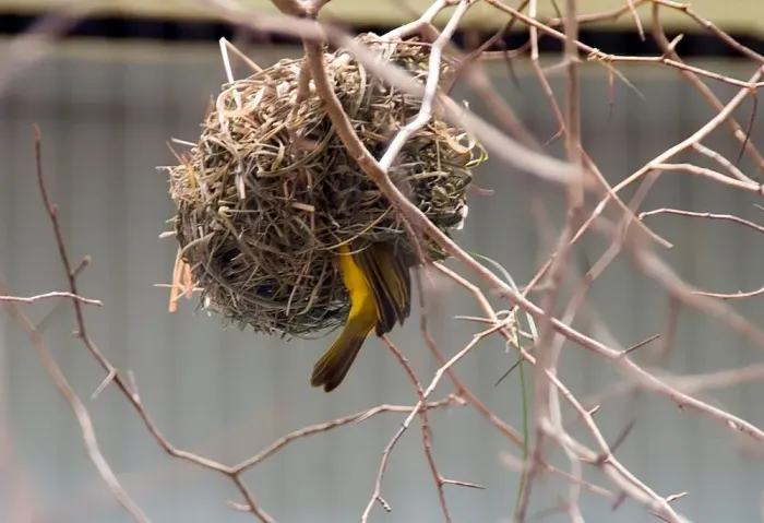 File:Ploceus castaneiceps 0zz.jpg