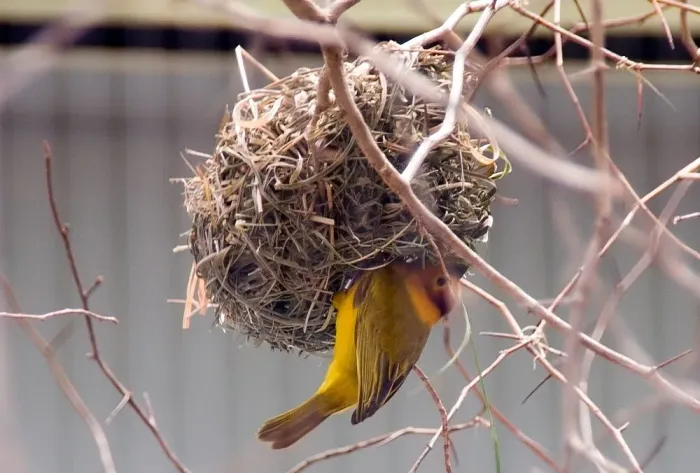 File:Ploceus castaneiceps 6zz.jpg