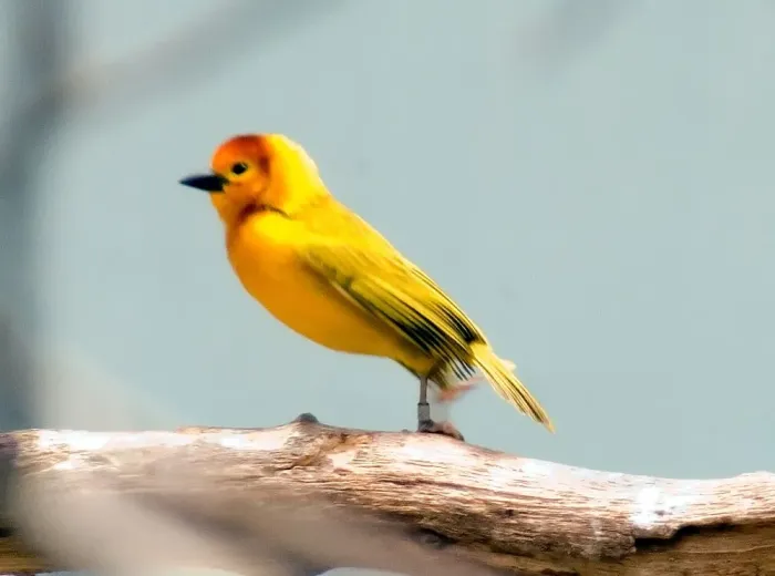 File:Ploceus castaneiceps 10zz.jpg