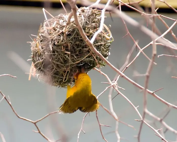 File:Ploceus castaneiceps 11zz.jpg