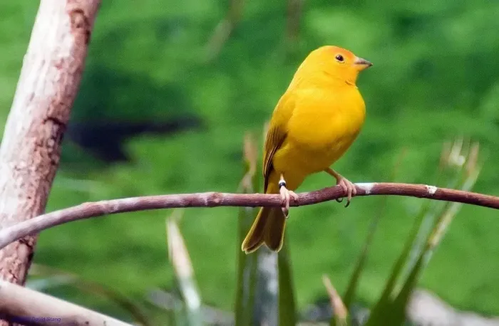 File:Ploceus castaneiceps 20zz.jpg