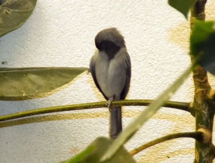 File:Schistochlamys melanopis 1zz.jpg