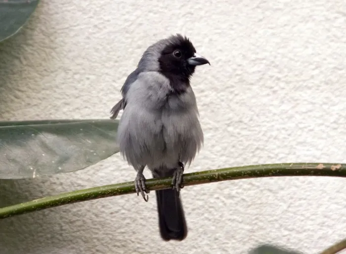 File:Schistochlamys melanopis 3zz.jpg