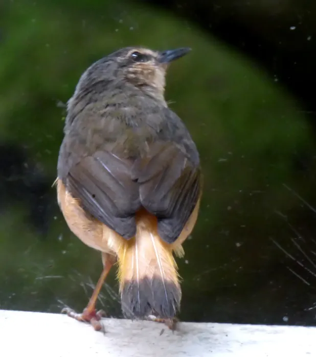 File:Myiothlypis fulvicauda (Arañero ribereño) - Flickr - Alejandro Bayer (2).jpg