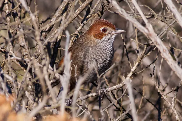 File:Rufous Bristlebird (Dasyornis broadbenti) (8079652704).jpg
