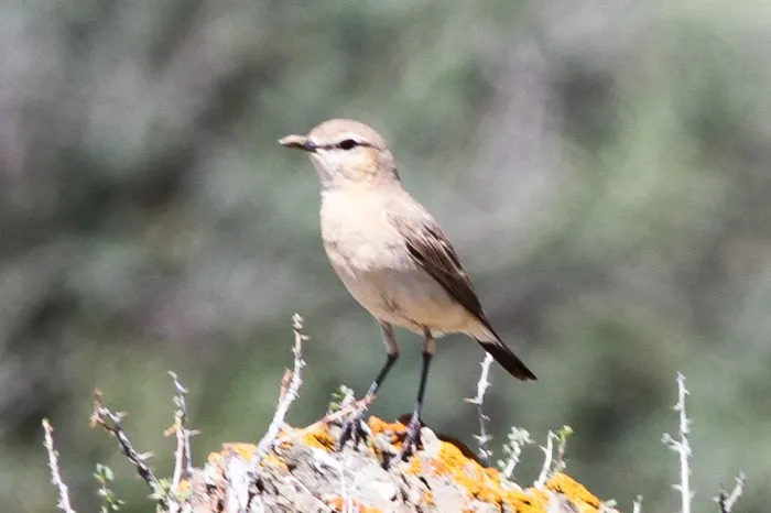 File:Isabelline Wheatear (Oenanthe isabellina) (8079431158).jpg