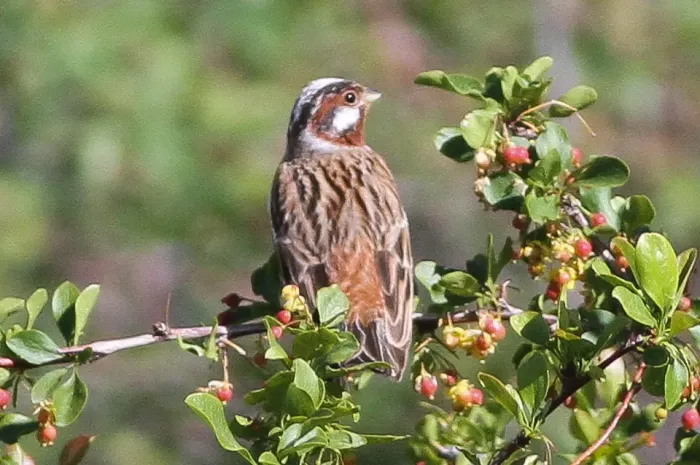 File:Pine Bunting (Emberiza leucocephalos) (8079415984).jpg