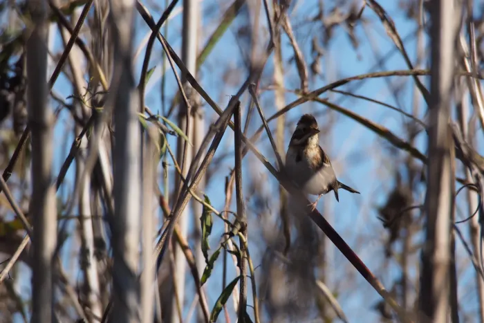 File:Rustic Bunting (Emberiza rustica) (31705772771).jpg