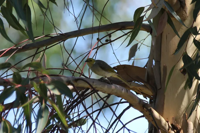 File:Ptilotula penicillata (32310861550).jpg