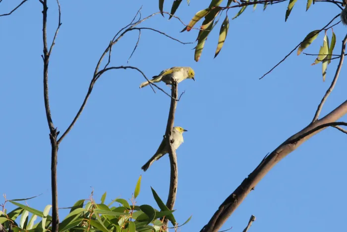 File:Ptilotula penicillata (32537247802).jpg