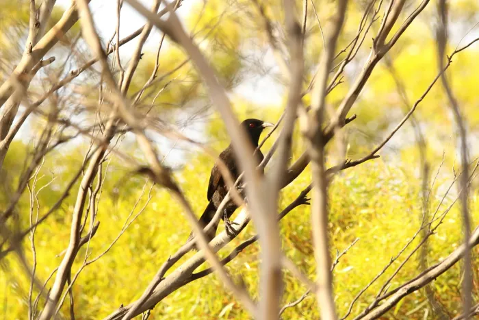 File:Corcorax melanorhamphos (31851381913).jpg