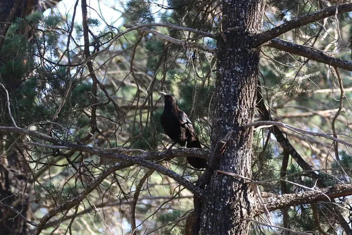 File:Corcorax melanorhamphos (32489139766).jpg