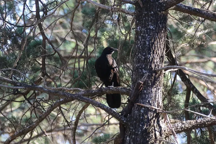 File:Corcorax melanorhamphos (32489138996).jpg