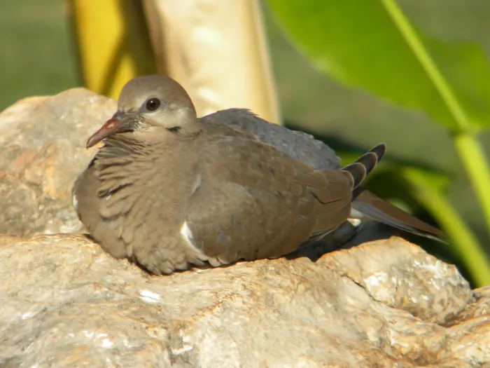 File:Zenaida Asiatica (3641109645).jpg