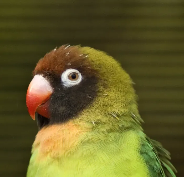 File:Agapornis nigrigenis - head and shoulders.jpg