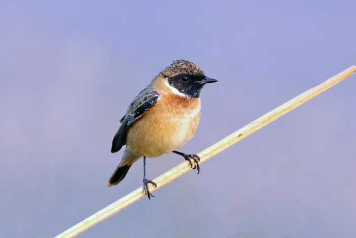 File:Siberian stonechat (Saxicola maurus) male non-breeding.jpg