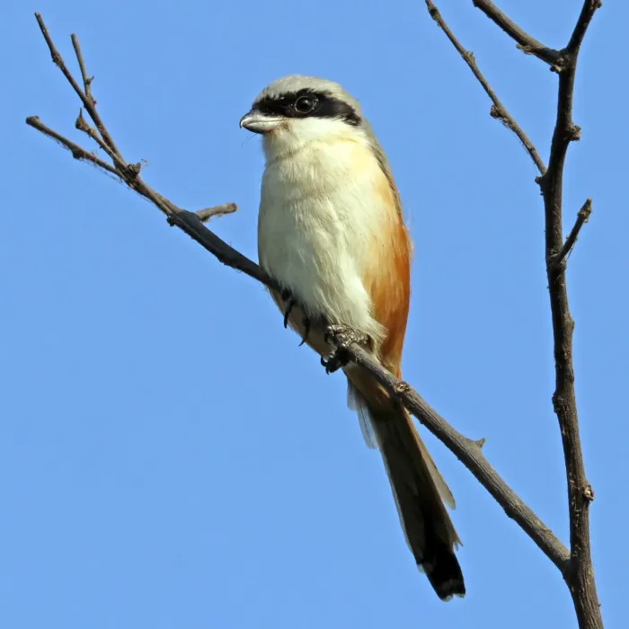 File:Long-tailed shrike (Lanius schach caniceps).jpg