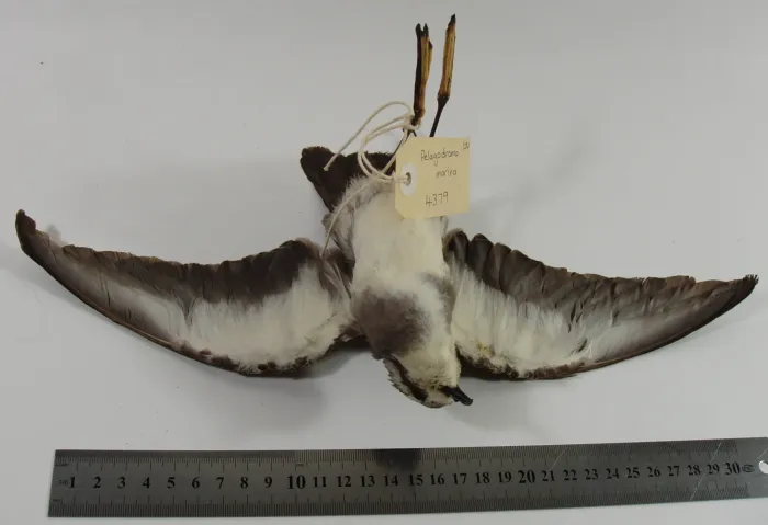 File:Pelagodroma marina (AM LB4379-5).jpg