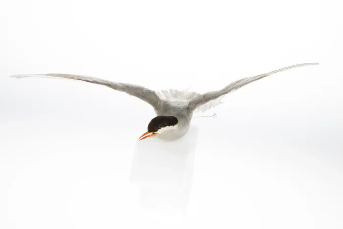 File:Chlidonias albostriatus (AM LB4232-2).jpg