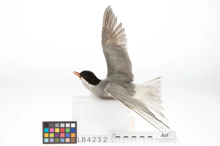 File:Chlidonias albostriatus (AM LB4232-4).jpg