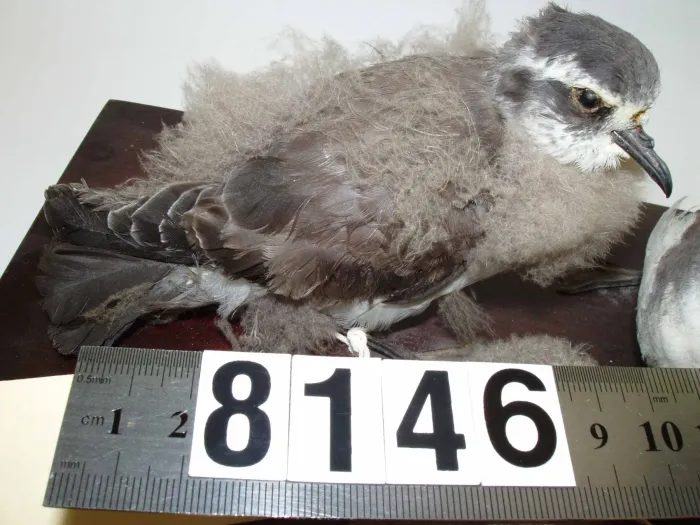 File:Pelagodroma marina (AM LB8146-5).jpg