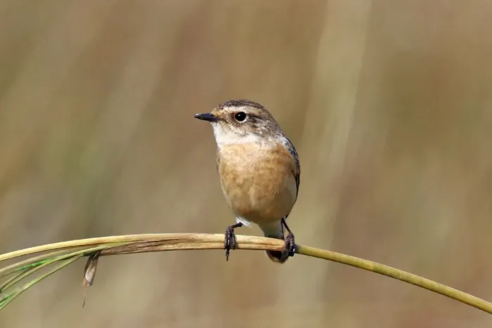 File:Siberian Stonechat (Saxicola maurus) female, Salai, UP, India.jpg