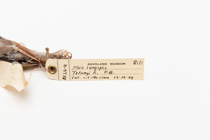 File:Petroica longipes (AM LB4597-5).jpg