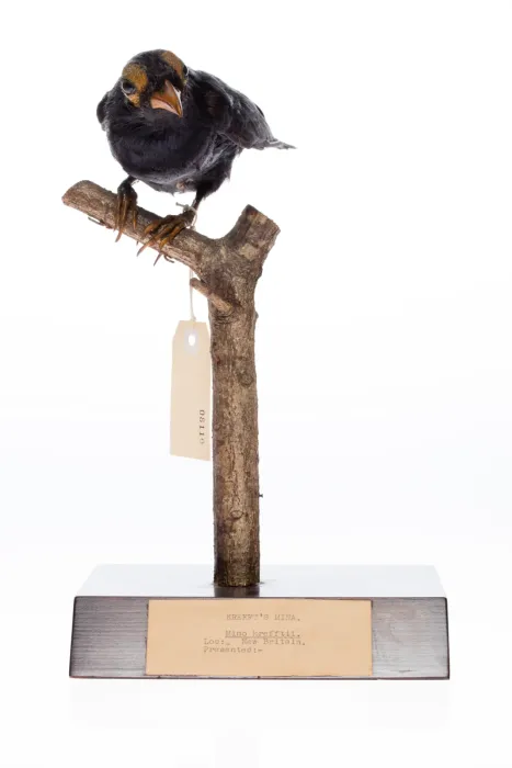 File:Mino dumontii (AM LB8110-1).jpg