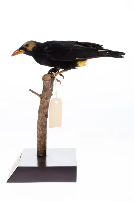 File:Mino dumontii (AM LB8110-2).jpg