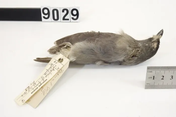 File:Aplonis fusca fusca (AM LB9029-8).jpg