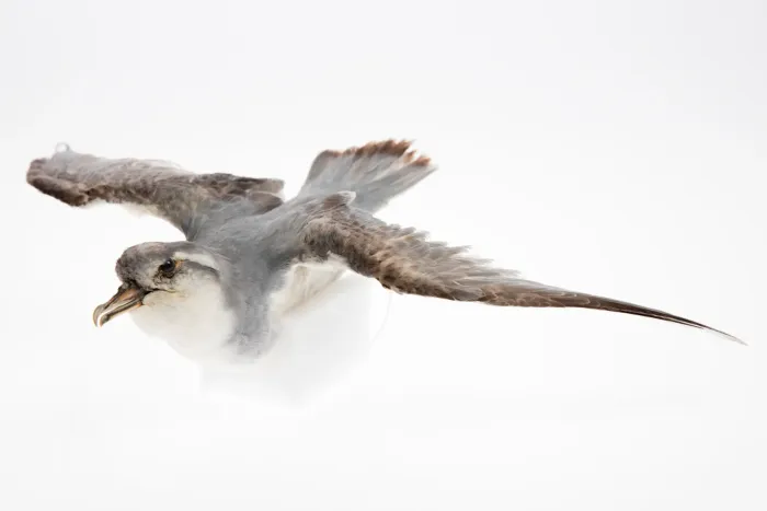 File:Pachyptila desolata (AM LB4289-1).jpg