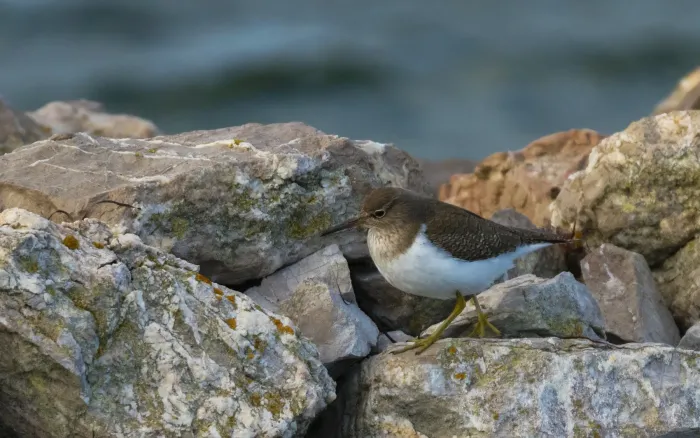 File:Calidris minutilla, Sète (01).jpg