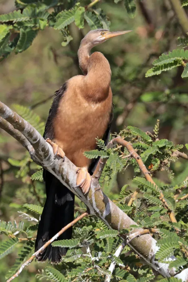 File:African darter (Anhinga rufa) female.jpg