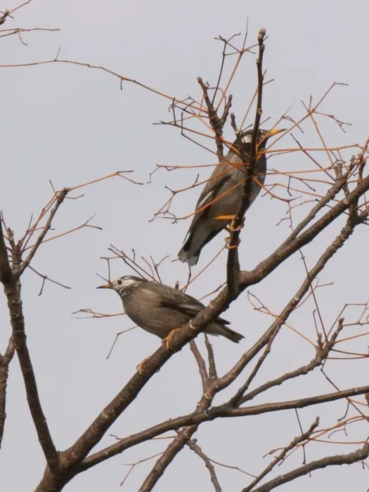 File:Spodiopsar cineraceus pair at a branch in Nishibuchi, Saga 2018-01-20.jpg