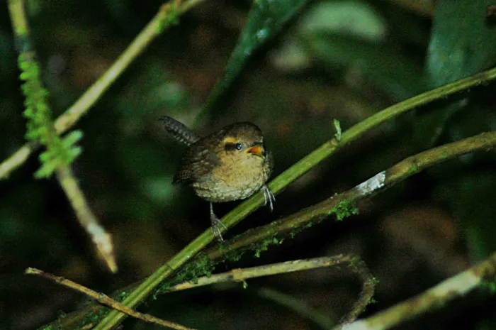 File:Mountain Wren (Troglodytes solstitialis) 2015-06-12 (4) (40282782112).jpg