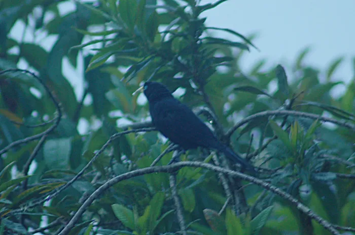 File:Scarlet-rumped Cacique (Subtropical) (Cacicus uropygialis) 2015-06-13 (2) (26456573078).jpg