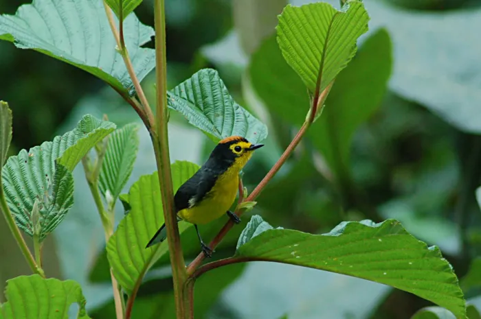 File:Spectacled Redstart (Myioborus melanocephalus) 2015-06-16 (3) (39618346094).jpg