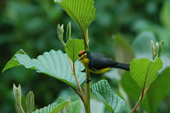 File:Spectacled Redstart (Myioborus melanocephalus) 2015-06-16 (5) (25458118547).jpg