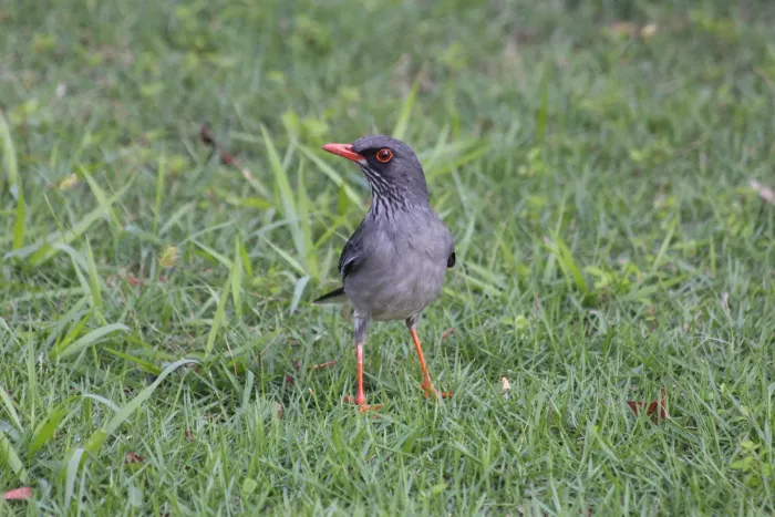 File:Turdus-plumbeus-ardosiaceus.jpg
