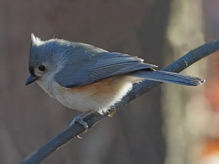 File:Tufted Titmouse - Baeolophus bicolor, Veteran's Park, Woodbridge, Virginia (27541529049).jpg